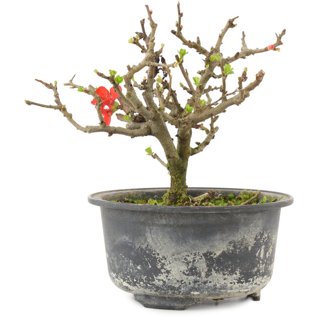 Chaenomeles speciosa, 13 cm, ± 9 años, con flores rojas y frutos amarillos.