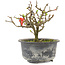 Chaenomeles speciosa, 13 cm, ± 9 anni, con fiori rossi e frutti gialli