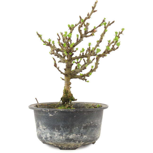 Chaenomeles speciosa, 17 cm, ± 9 jaar oud, met rode bloemen en geel fruit