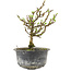 Chaenomeles speciosa, 17 cm, ± 9 jaar oud, met rode bloemen en geel fruit
