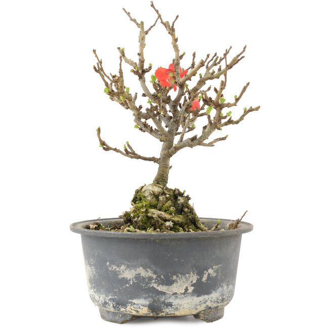 Chaenomeles speciosa, 16,5 cm, ± 9 ans, à fleurs rouges et fruits jaunes