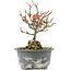 Chaenomeles speciosa, 16,5 cm, ± 9 jaar oud, met rode bloemen en geel fruit