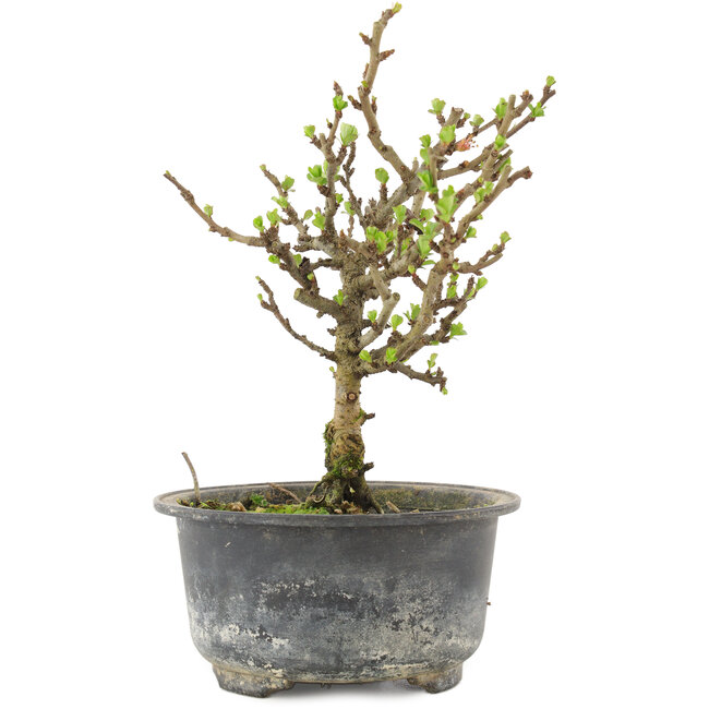 Chaenomeles speciosa, 17 cm, ± 9 ans, à fleurs rouges et fruits jaunes