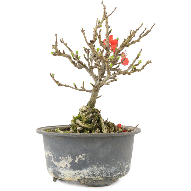 Chaenomeles speciosa, 16,5 cm, ± 9 jaar oud, met rode bloemen en geel fruit