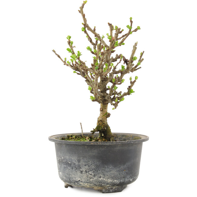 Chaenomeles speciosa, 17 cm, ± 9 anni, con fiori rossi e frutti gialli