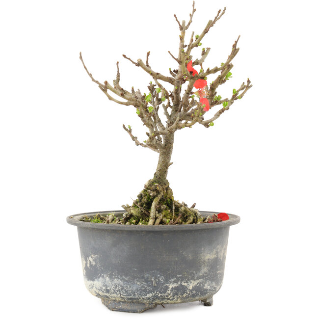 Chaenomeles speciosa, 16,5 cm, ± 9 jaar oud, met rode bloemen en geel fruit