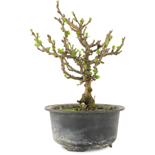 Chaenomeles speciosa, 17 cm, ± 9 jaar oud, met rode bloemen en geel fruit