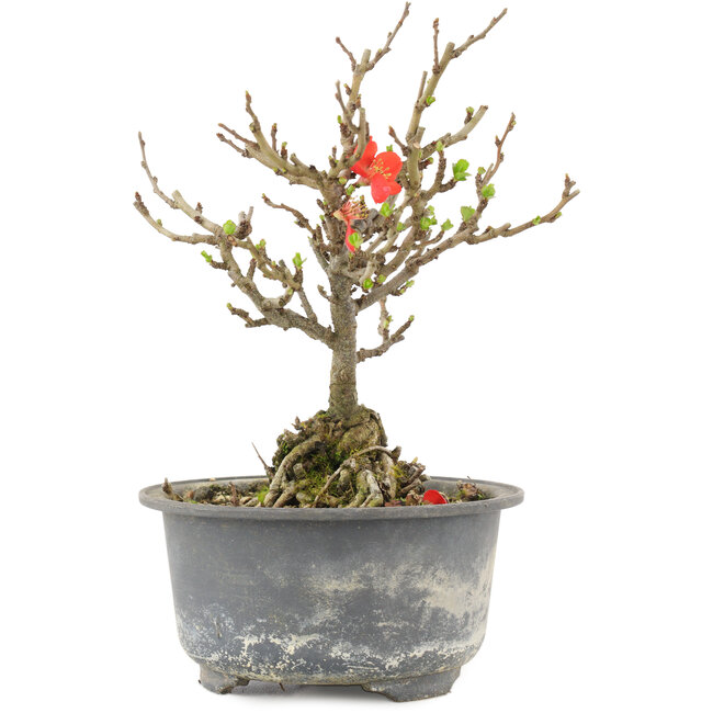 Chaenomeles speciosa, 16,5 cm, ± 9 ans, à fleurs rouges et fruits jaunes