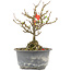 Chaenomeles speciosa, 16,5 cm, ± 9 jaar oud, met rode bloemen en geel fruit