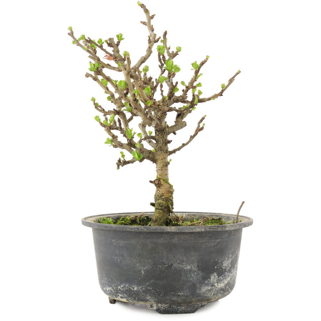 Chaenomeles speciosa, 17 cm, ± 9 jaar oud, met rode bloemen en geel fruit