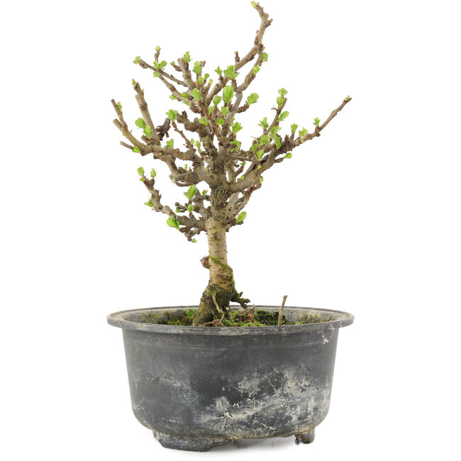 Chaenomeles speciosa, 17 cm, ± 9 años, con flores rojas y frutos amarillos.