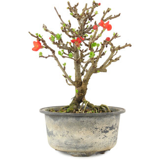 Chaenomeles speciosa, 16,5 cm, ± 9 jaar oud