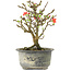 Chaenomeles speciosa, 16,5 cm, ± 9 years old, with red flowers and yellow fruit