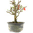 Chaenomeles speciosa, 16,5 cm, ± 9 years old, with red flowers and yellow fruit