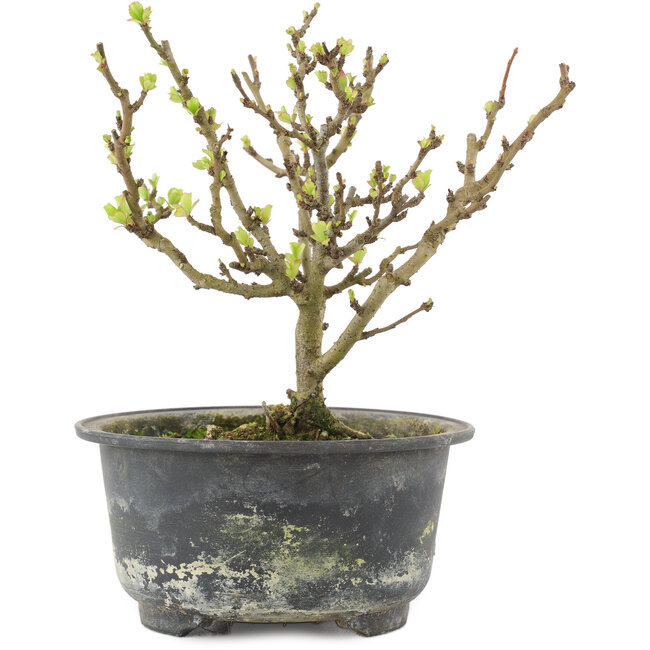 Chaenomeles speciosa, 14,5 cm, ± 9 jaar oud, met rode bloemen en geel fruit