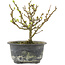 Chaenomeles speciosa, 14,5 cm, ± 9 jaar oud, met rode bloemen en geel fruit