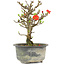 Chaenomeles speciosa, 16,5 cm, ± 9 ans, à fleurs rouges et fruits jaunes