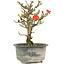 Chaenomeles speciosa, 16,5 cm, ± 9 years old, with red flowers and yellow fruit