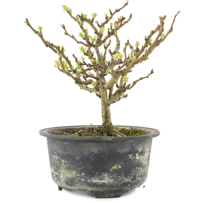 Chaenomeles speciosa, 14,5 cm, ± 9 anni, con fiori rossi e frutti gialli