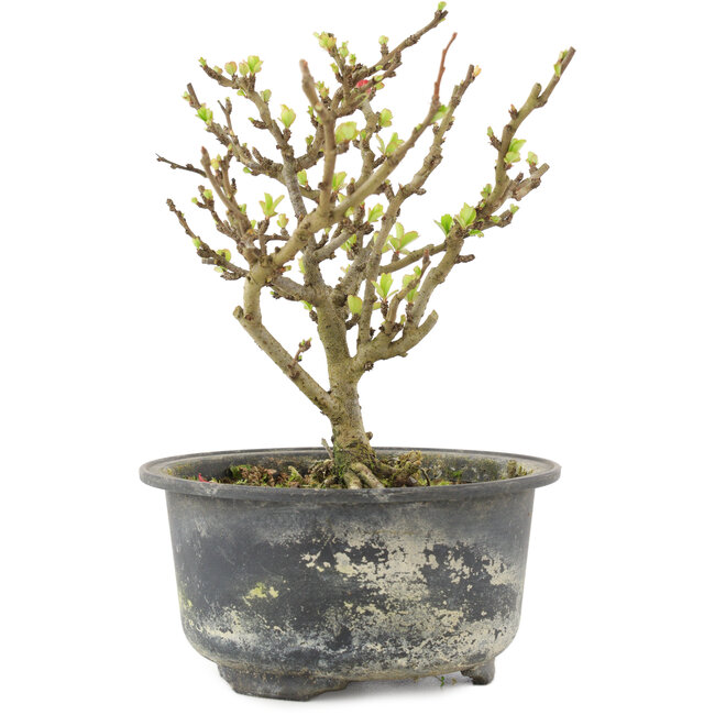 Chaenomeles speciosa, 14,5 cm, ± 9 Jahre alt, mit roten Blüten und gelben Früchten