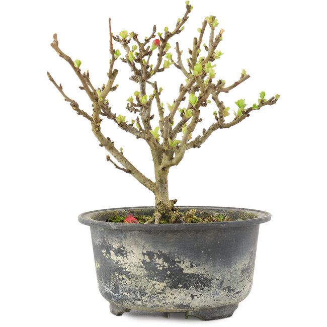 Chaenomeles speciosa, 14,5 cm, ± 9 ans, à fleurs rouges et fruits jaunes