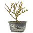Chaenomeles speciosa, 14,5 cm, ± 9 jaar oud, met rode bloemen en geel fruit