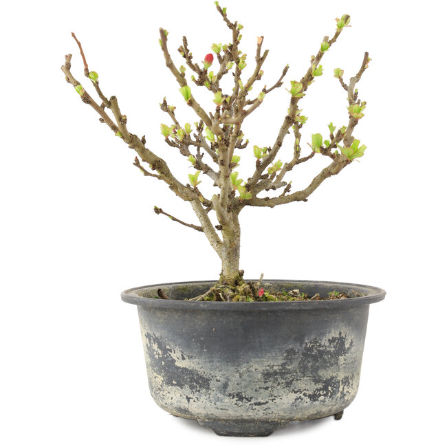 Chaenomeles speciosa, 14,5 cm, ± 9 jaar oud, met rode bloemen en geel fruit