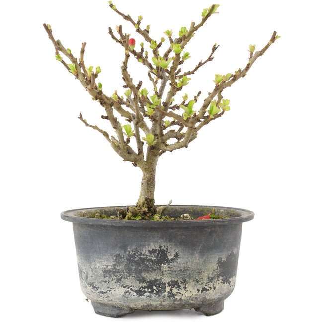 Chaenomeles speciosa, 14,5 cm, ± 9 Jahre alt, mit roten Blüten und gelben Früchten