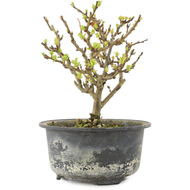 Chaenomeles speciosa, 14,5 cm, ± 9 años, con flores rojas y frutos amarillos