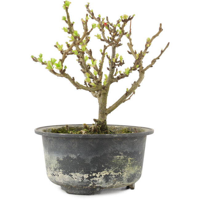 Chaenomeles speciosa, 14,5 cm, ± 9 anni, con fiori rossi e frutti gialli