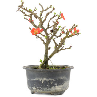 Chaenomeles speciosa, 16,5 cm, ± 9 anni