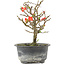 Chaenomeles speciosa, 16,5 cm, ± 9 ans, à fleurs rouges et fruits jaunes