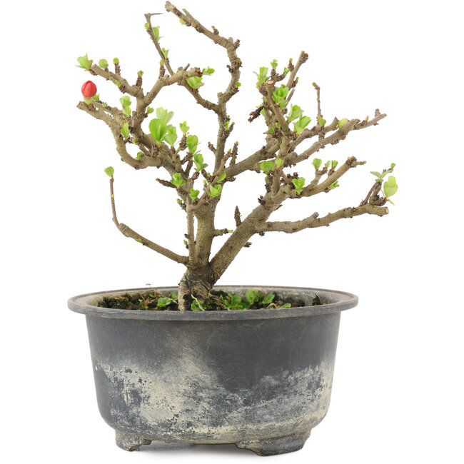 Chaenomeles speciosa, 13,5 cm, ± 9 years old, with red flowers and yellow fruit