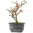 Chaenomeles speciosa, 16,5 cm, ± 9 ans, à fleurs rouges et fruits jaunes