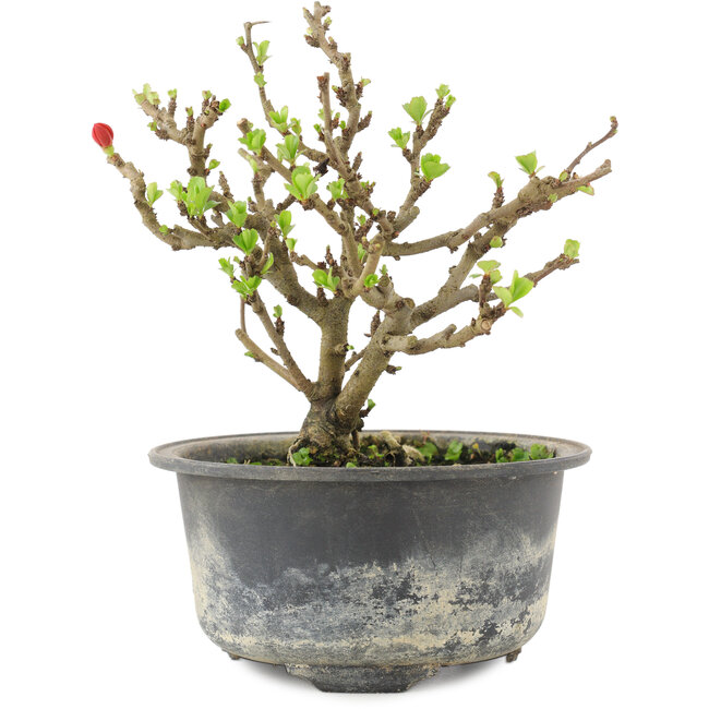 Chaenomeles speciosa, 13,5 cm, ± 9 jaar oud, met rode bloemen en geel fruit