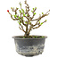 Chaenomeles speciosa, 13,5 cm, ± 9 jaar oud, met rode bloemen en geel fruit