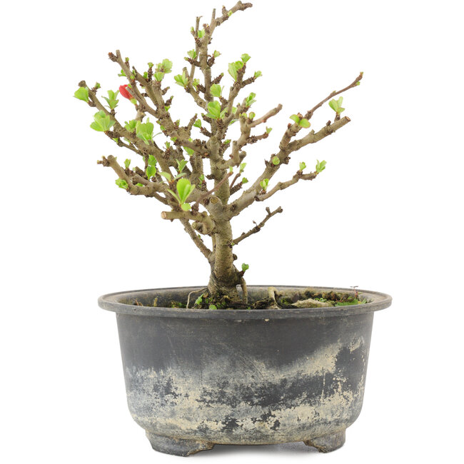 Chaenomeles speciosa, 13,5 cm, ± 9 jaar oud, met rode bloemen en geel fruit