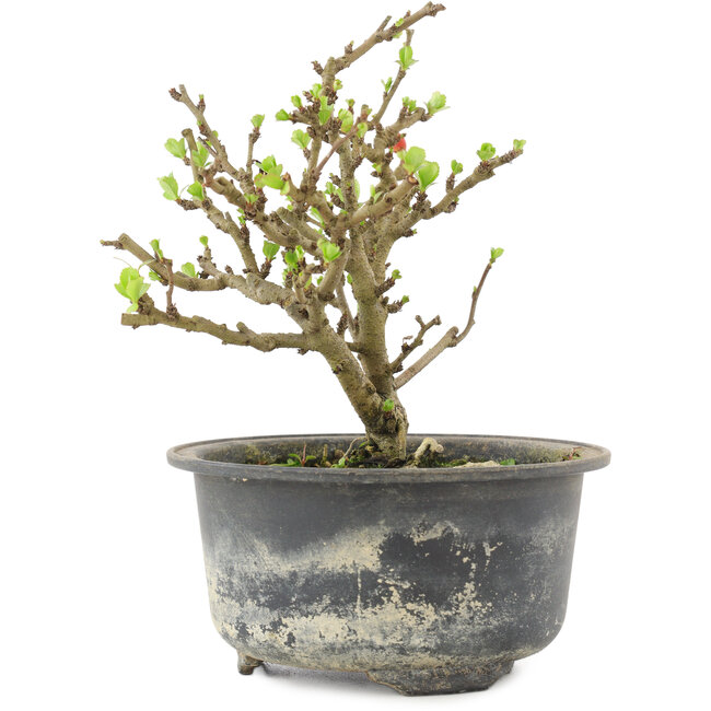 Chaenomeles speciosa, 13,5 cm, ± 9 Jahre alt, mit roten Blüten und gelben Früchten