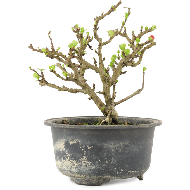 Chaenomeles speciosa, 13,5 cm, ± 9 años, con flores rojas y frutos amarillos