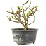 Chaenomeles speciosa, 13,5 cm, ± 9 jaar oud, met rode bloemen en geel fruit