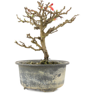 Chaenomeles speciosa, 16,5 cm, ± 9 años