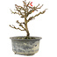 Chaenomeles speciosa, 16,5 cm, ± 9 anni, con fiori rossi e frutti gialli