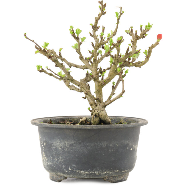 Chaenomeles speciosa, 13,5 cm, ± 9 ans, à fleurs rouges et fruits jaunes