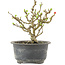 Chaenomeles speciosa, 13,5 cm, ± 9 anni, con fiori rossi e frutti gialli