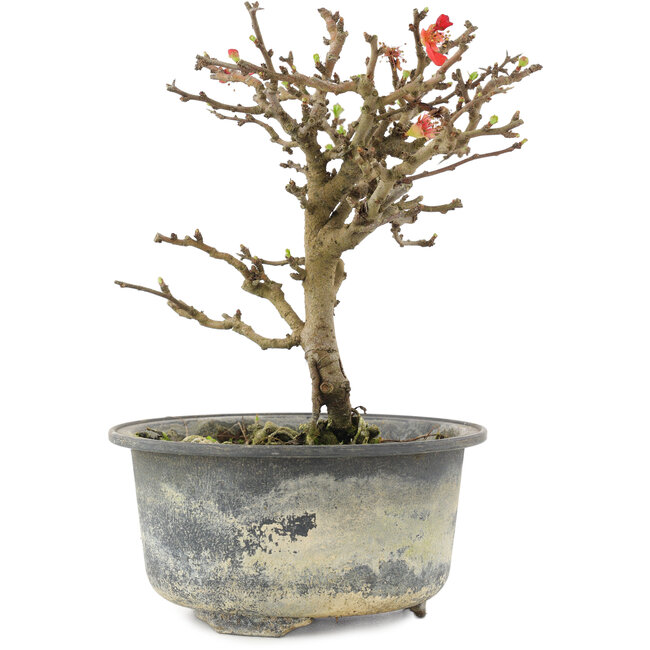 Chaenomeles speciosa, 16,5 cm, ± 9 ans, à fleurs rouges et fruits jaunes