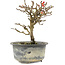 Chaenomeles speciosa, 16,5 cm, ± 9 anni, con fiori rossi e frutti gialli