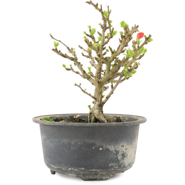 Chaenomeles speciosa, 13,5 cm, ± 9 jaar oud, met rode bloemen en geel fruit