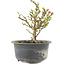 Chaenomeles speciosa, 13,5 cm, ± 9 anni, con fiori rossi e frutti gialli