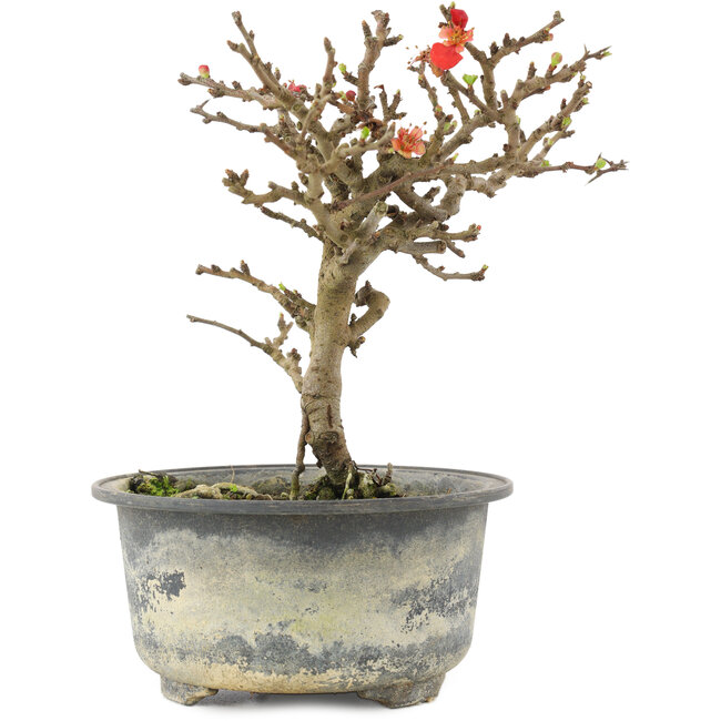 Chaenomeles speciosa, 16,5 cm, ± 9 ans, à fleurs rouges et fruits jaunes