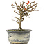 Chaenomeles speciosa, 16,5 cm, ± 9 anni, con fiori rossi e frutti gialli